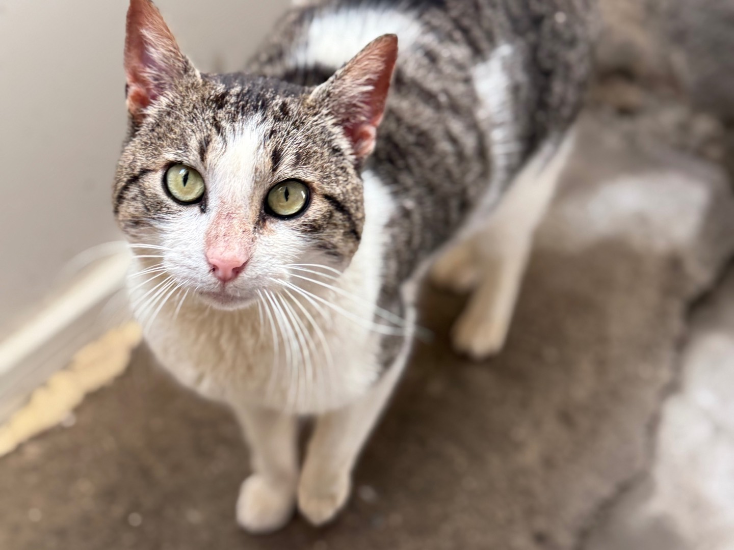 Adozione gatto, maschio, American Shorthair Razza sconosciuta, 2 anni e 5 mesi, taglia non valida, Napoli