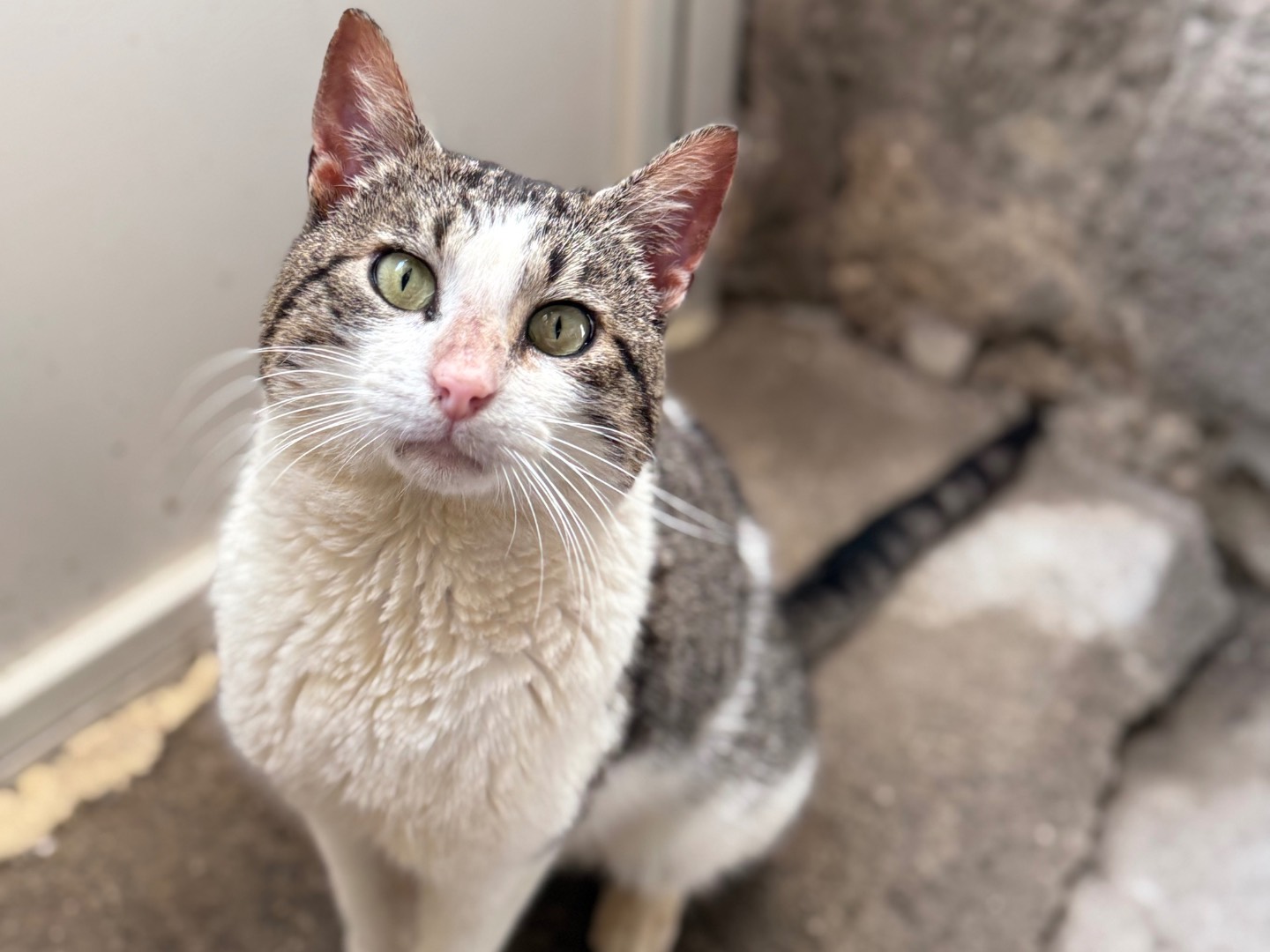 Adotta un gatto, maschio, 2 anni e 5 mesi, Napoli