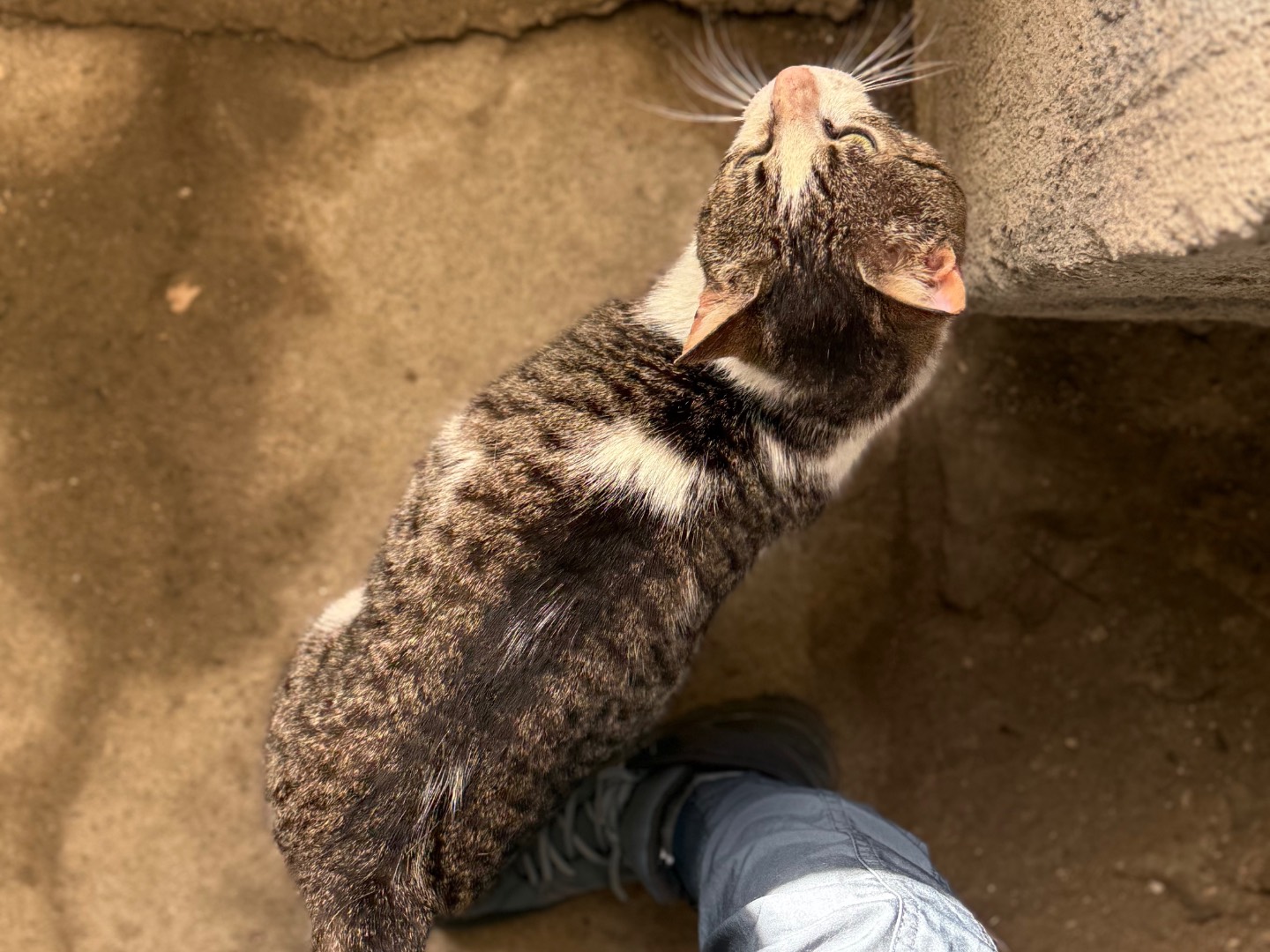 Adotta un gatto, taglia non valida, maschio, Napoli