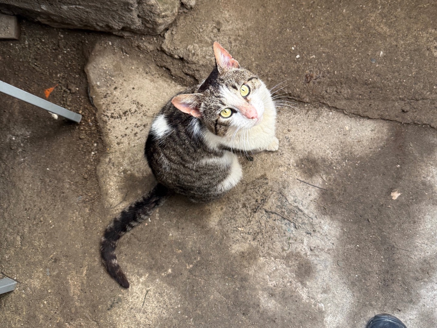 Vuoi adottare un gatto a Napoli?