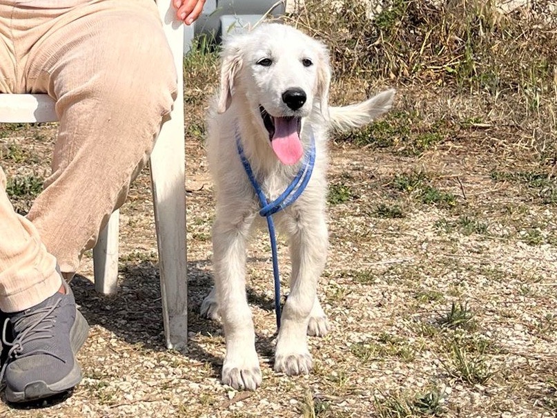 Vuoi adottare un cane a Siracusa?
