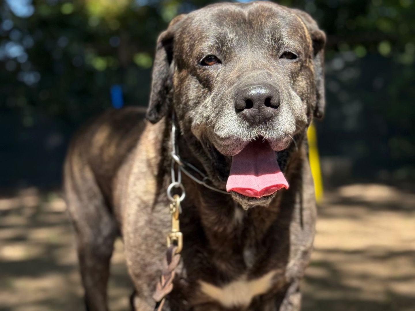 Adozione cane, maschio, Corso Razza sconosciuta, 5 anni e 6 mesi, taglia gigante, Milano