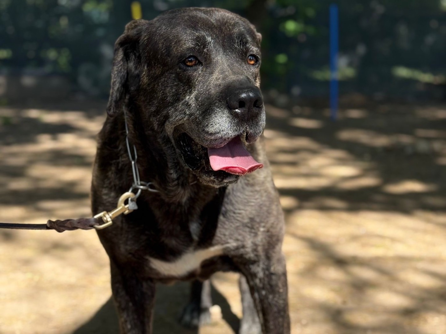 Adotta un cane, maschio, 5 anni e 6 mesi, Milano