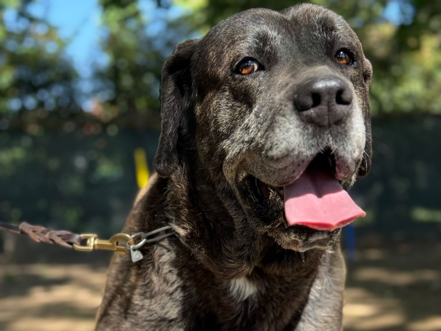 Adotta un cane, taglia gigante, maschio, Milano