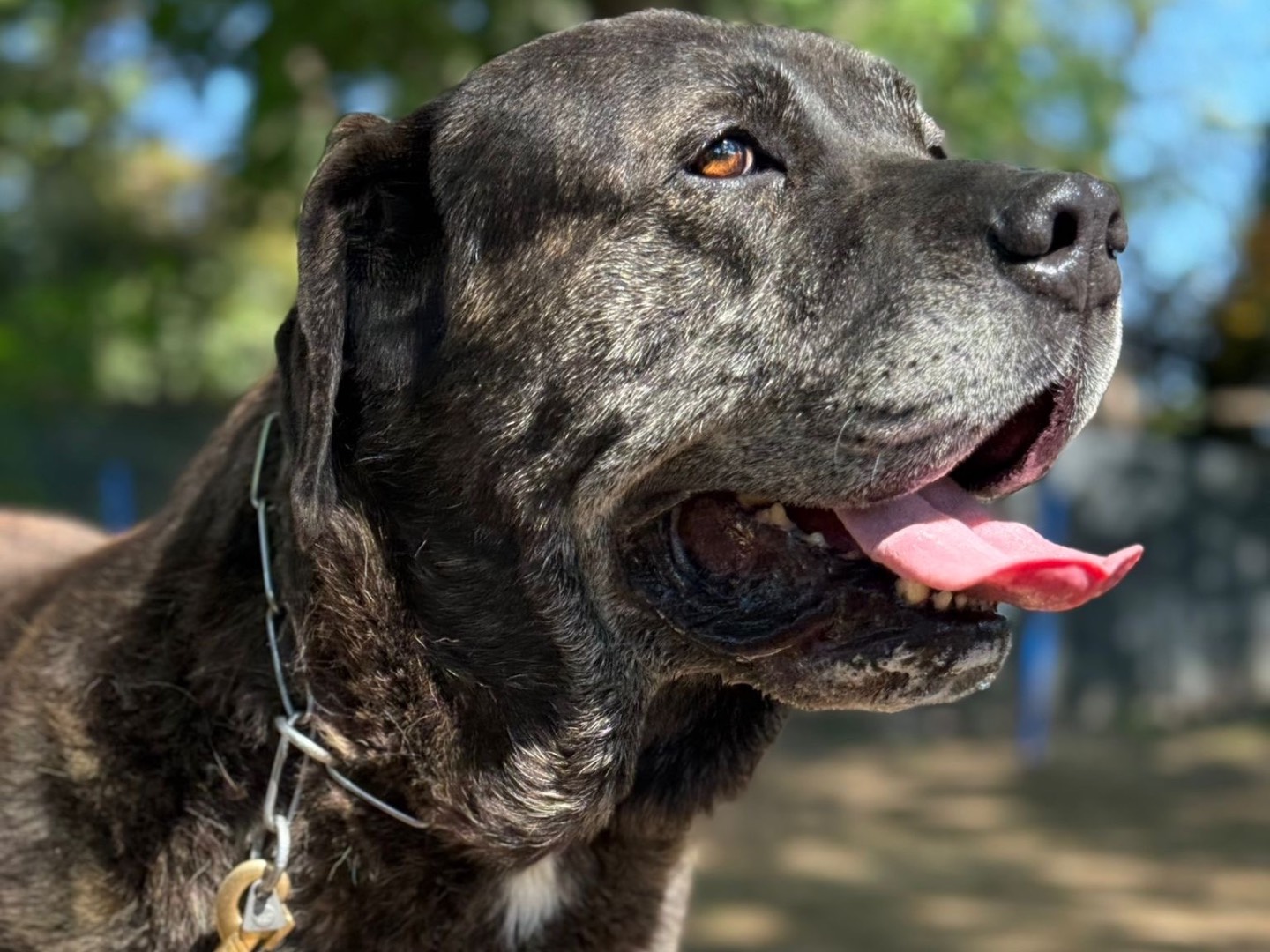 Adotta il cane Achille  a Milano