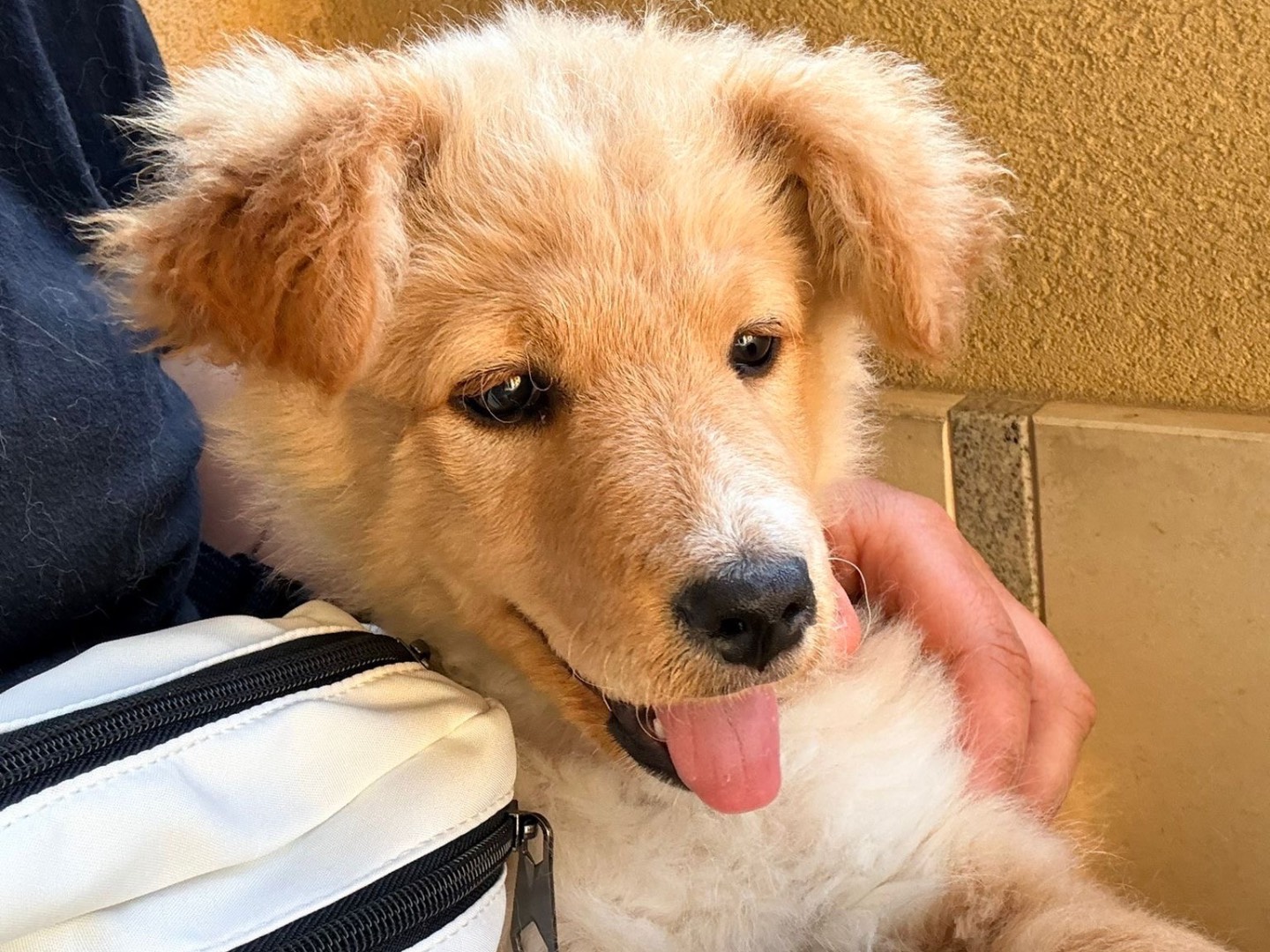 Adozione cane, femmina, Razza sconosciuta Razza sconosciuta, 3 mesi, taglia media contenuta, Siracusa