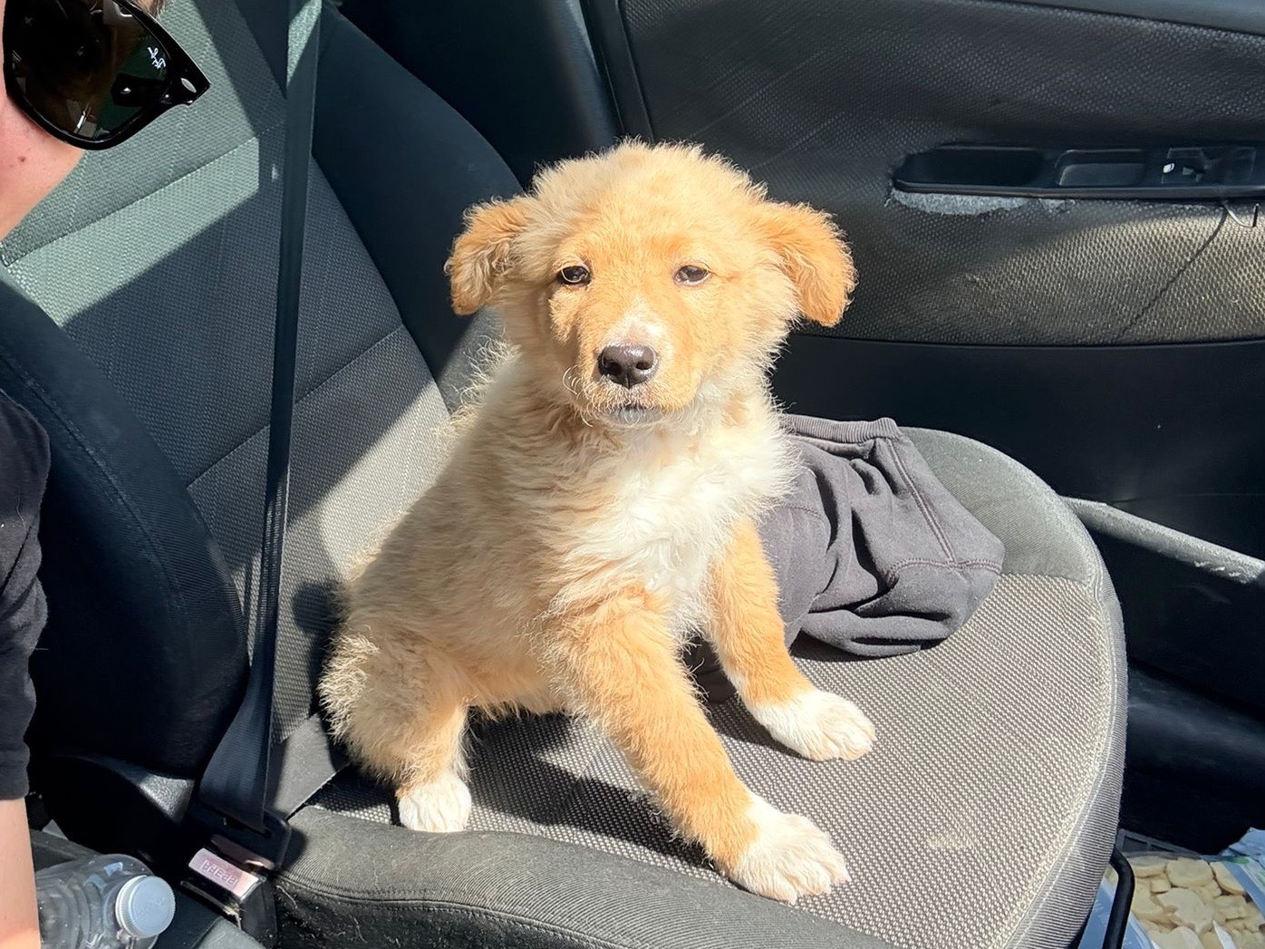 Adotta un cane, femmina, 3 mesi, Siracusa