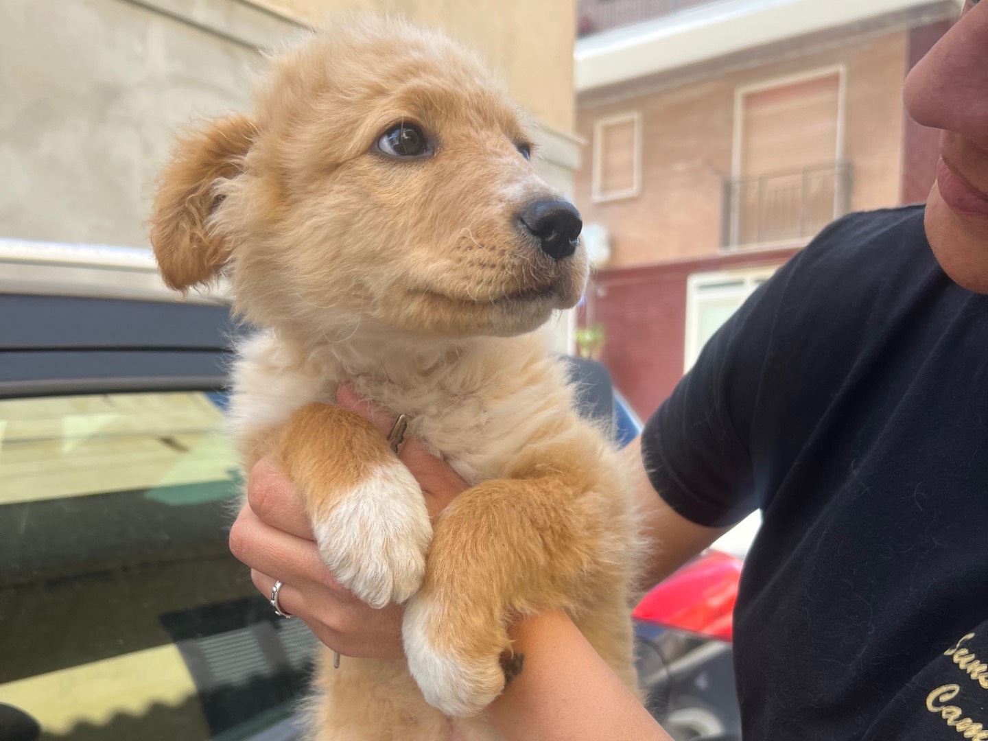 Adotta un cane, taglia media contenuta, femmina, Siracusa