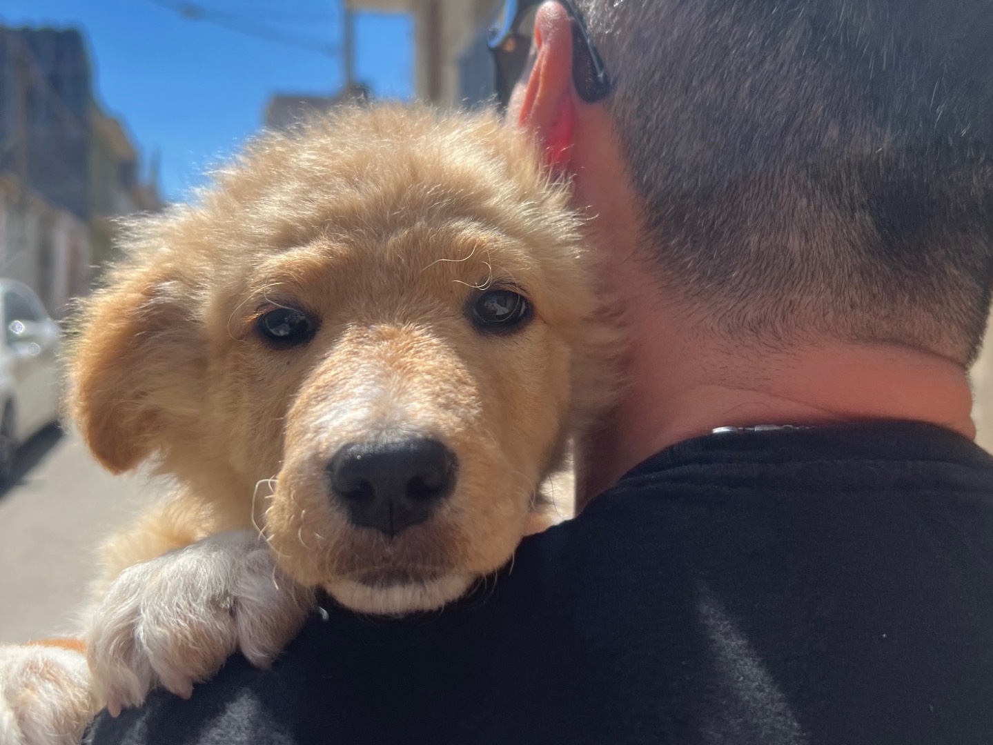 Vuoi adottare un cane a Siracusa?