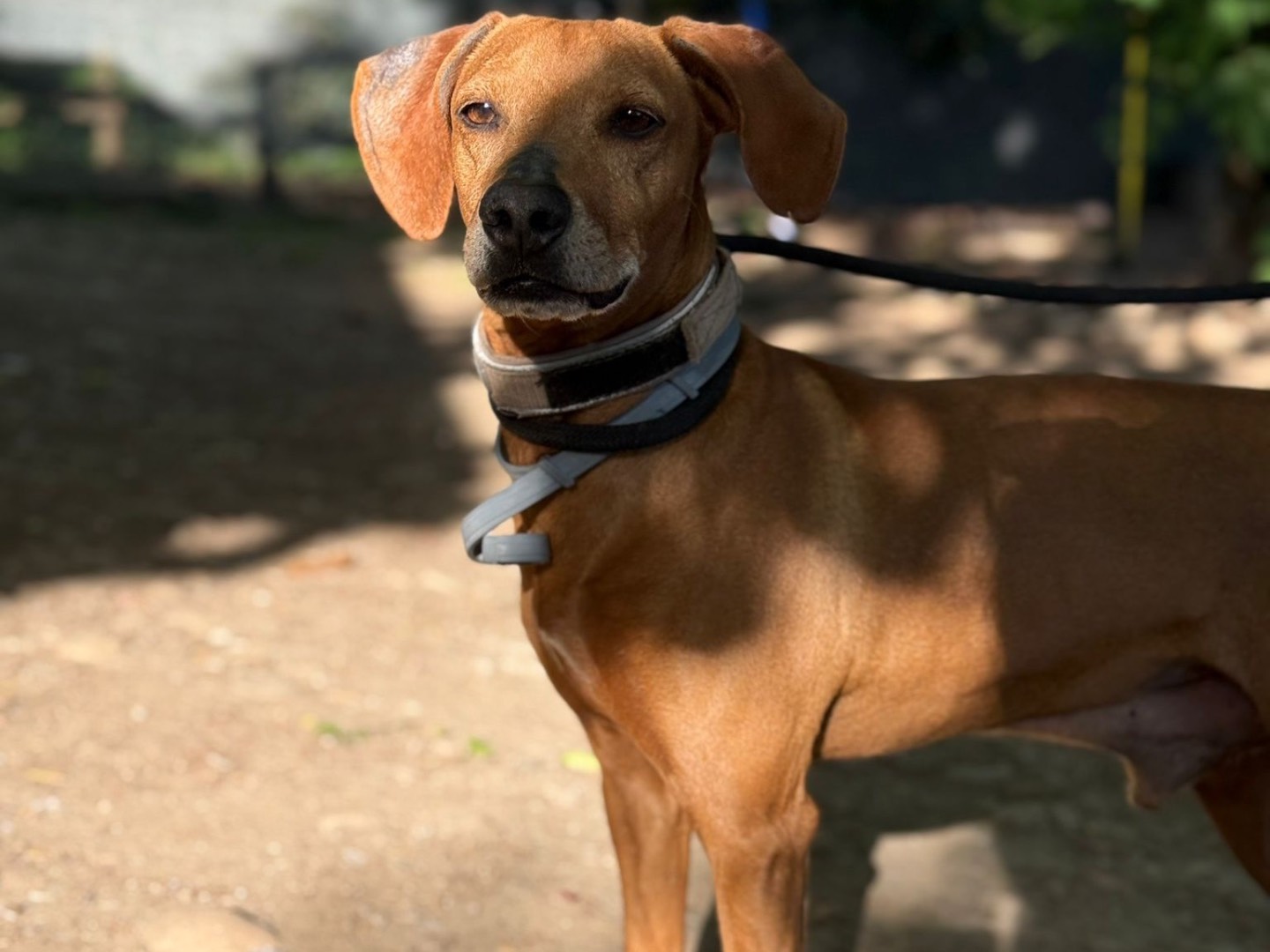 Adozione cane, maschio, Segugio Razza sconosciuta, 4 anni, taglia media, Milano