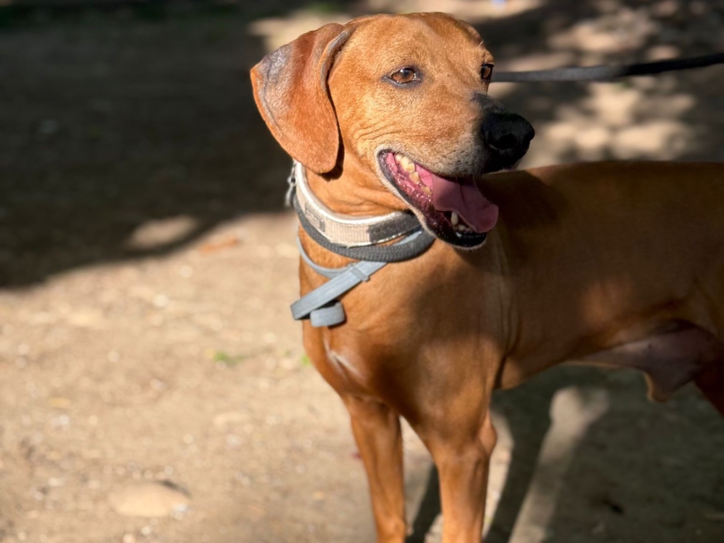 Adotta un cane, maschio, 4 anni, Milano