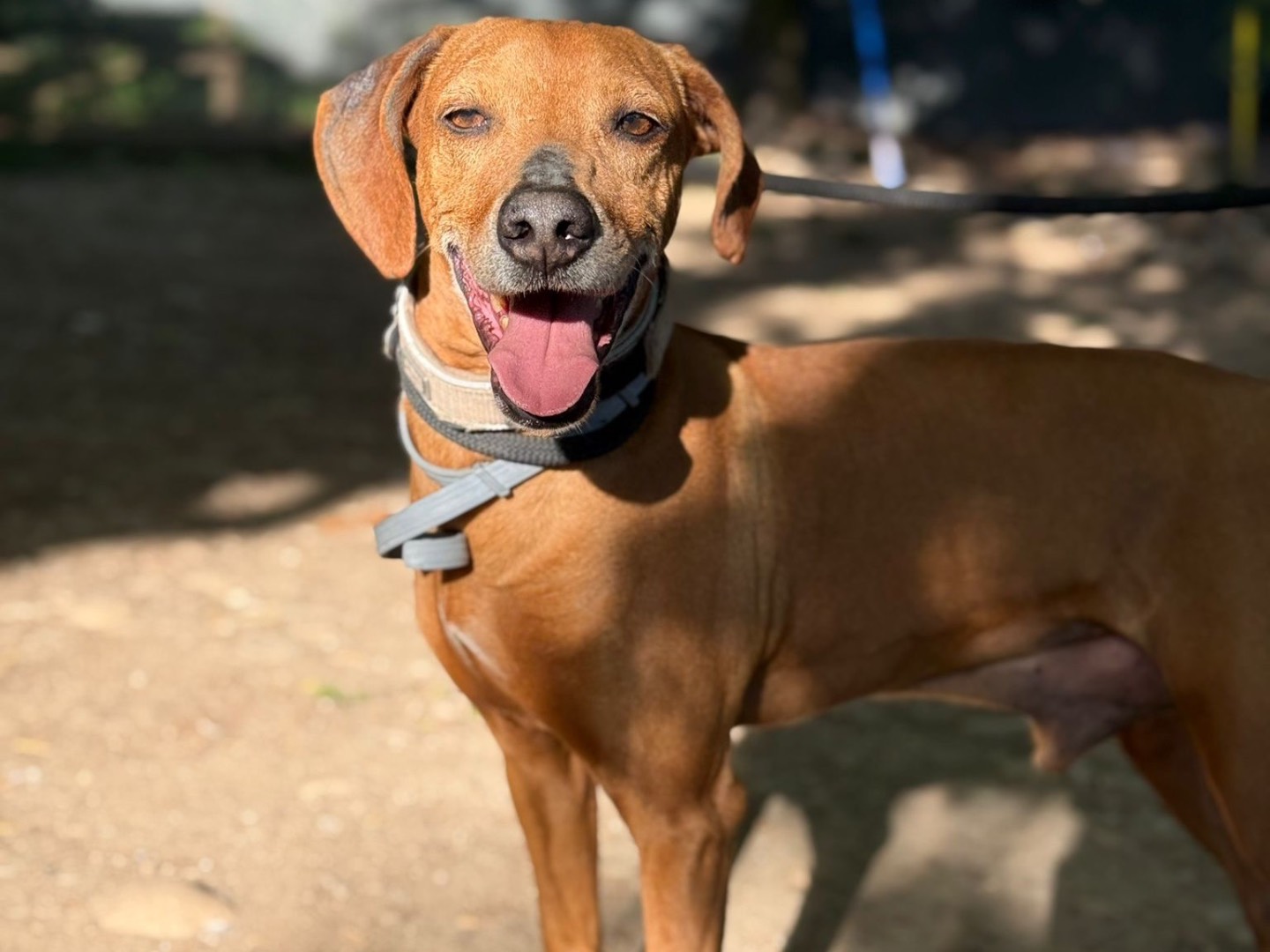 Adotta un cane, taglia media, maschio, Milano