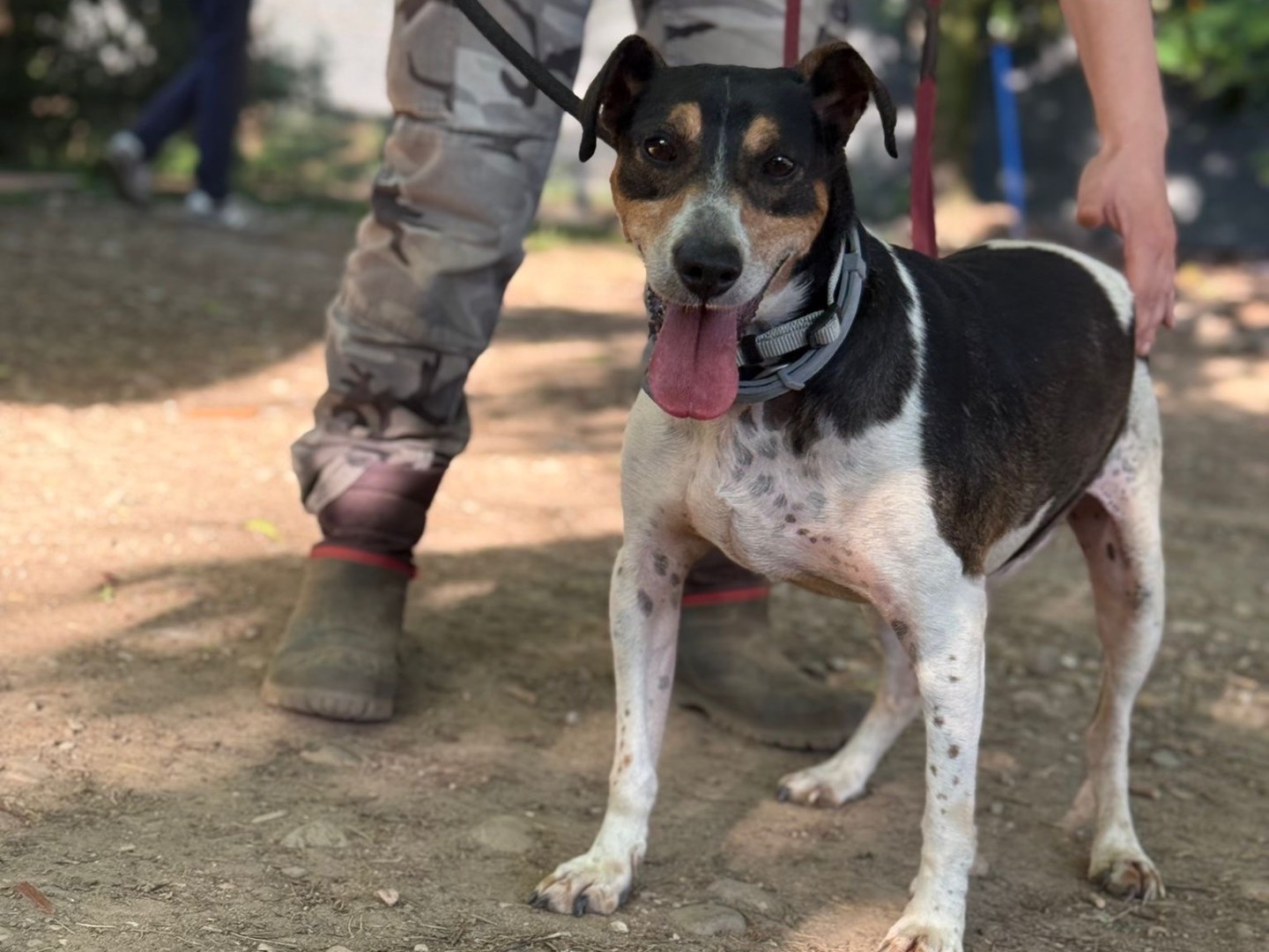 Adozione cane, maschio, Razza sconosciuta Razza sconosciuta, 7 anni e 4 mesi, taglia media contenuta, Milano