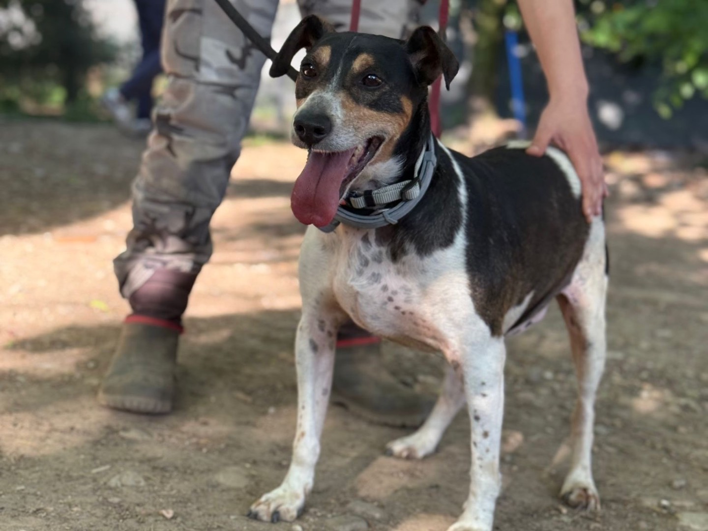 Adotta un cane, maschio, 7 anni e 4 mesi, Milano