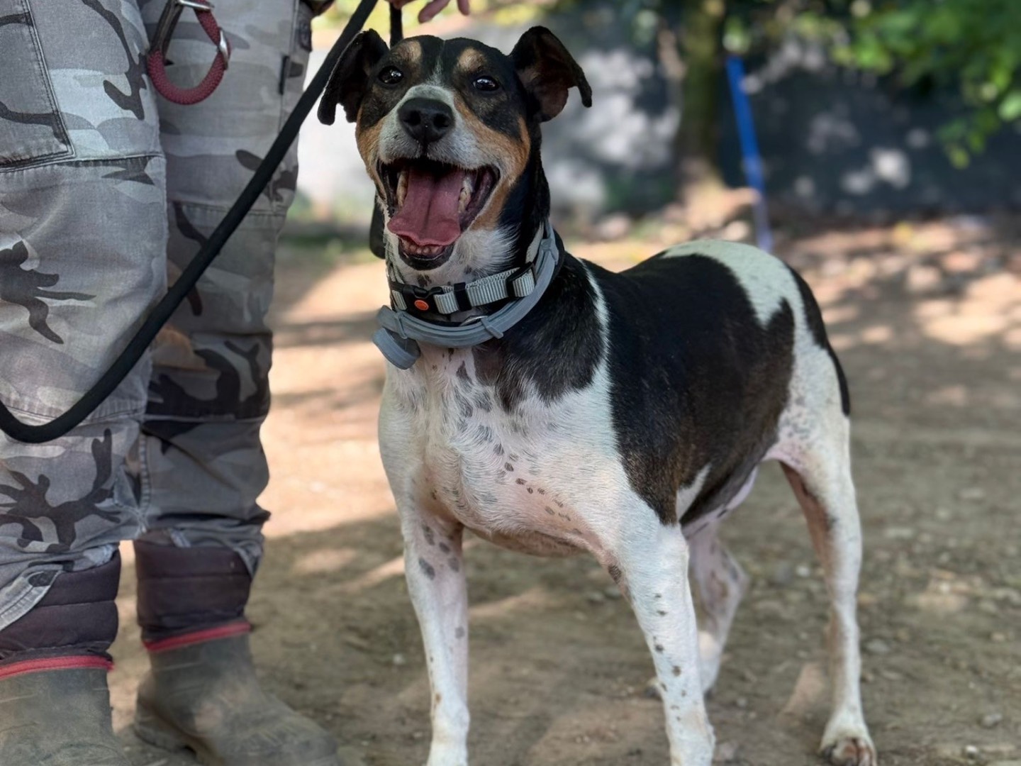 Adotta un cane, taglia media contenuta, maschio, Milano