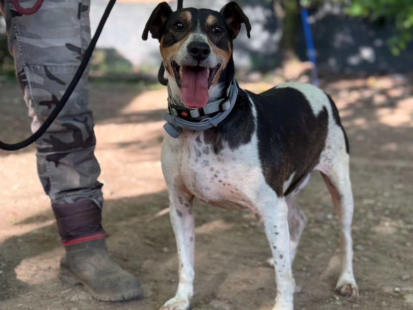 Vuoi adottare un cane a Milano?