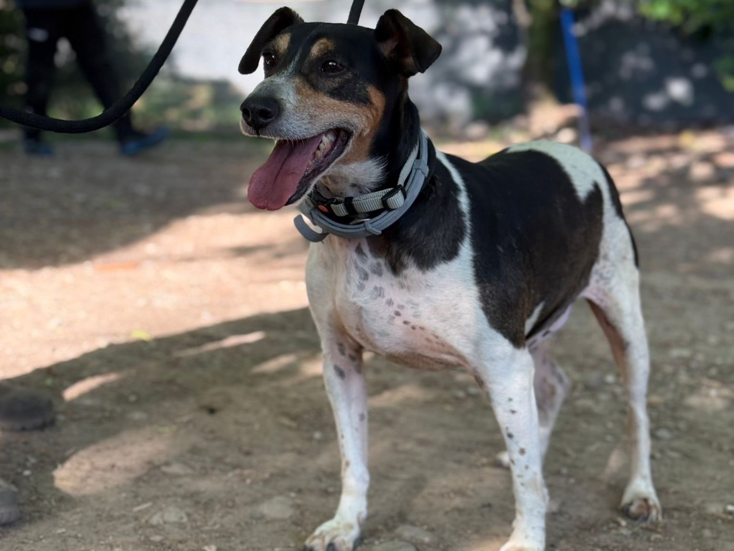 Adotta il cane Chico  a Milano