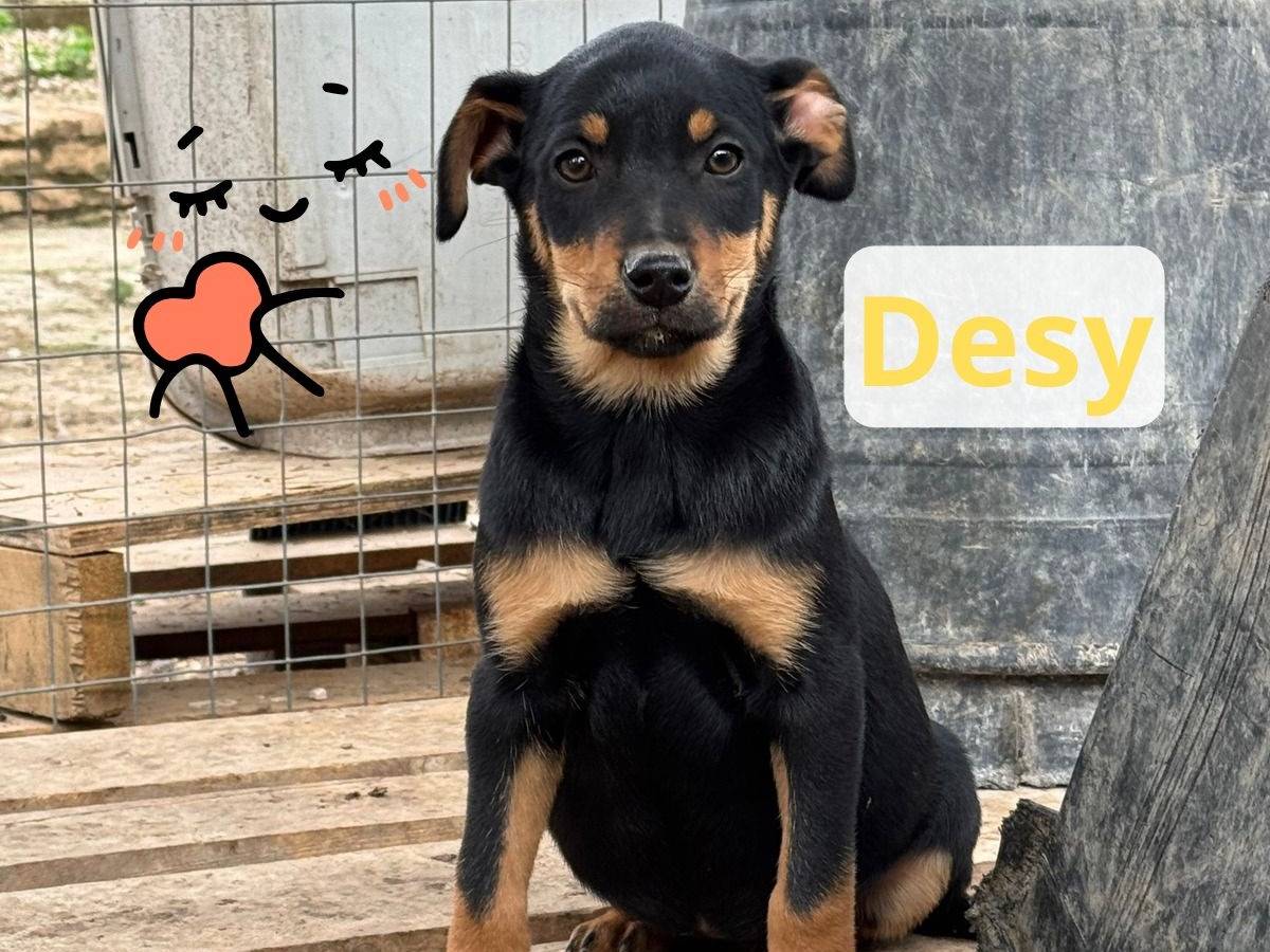 Adozione cane, femmina, Razza sconosciuta Razza sconosciuta, 2 mesi, taglia media contenuta, Barletta