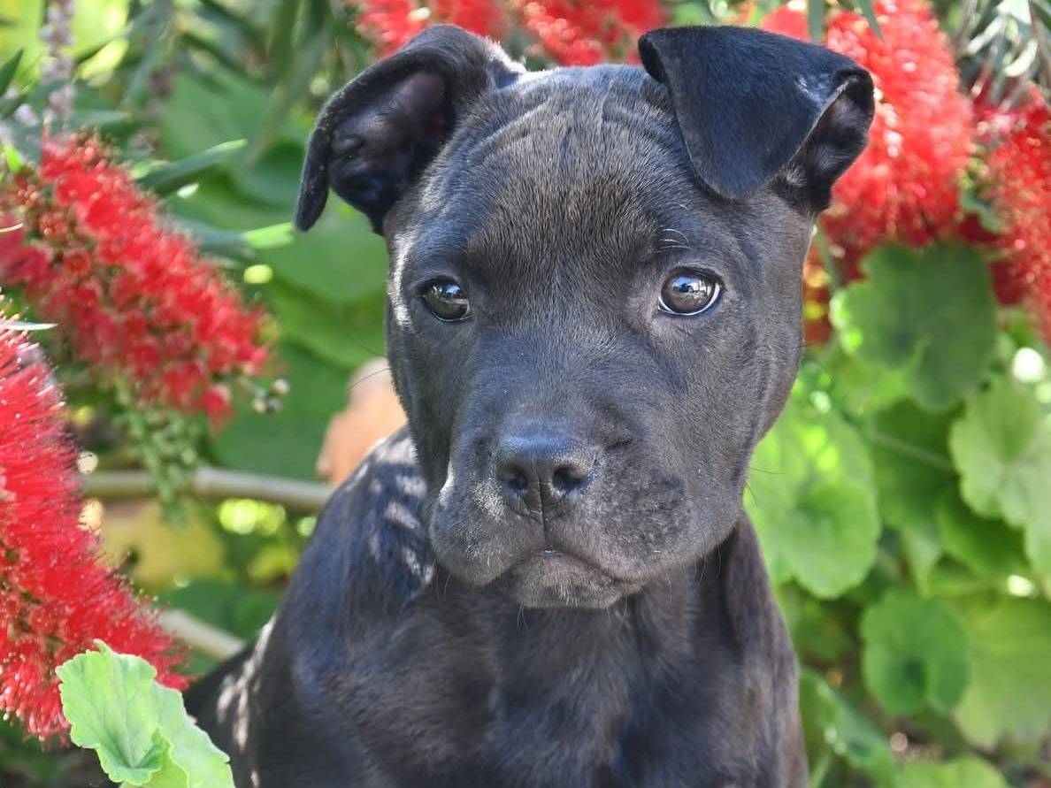 Adotta un cane, femmina, 3 mesi, Brindisi