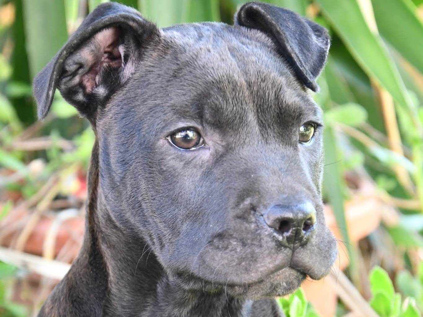 Adotta un cane, taglia media, femmina, Brindisi