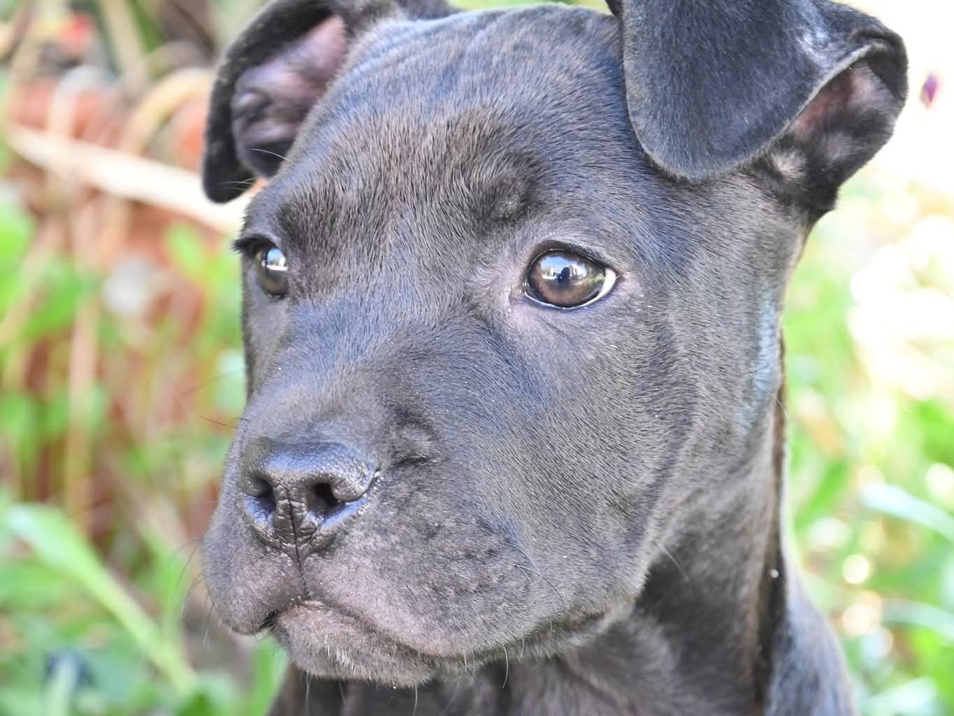 Vuoi adottare un cane a Brindisi?