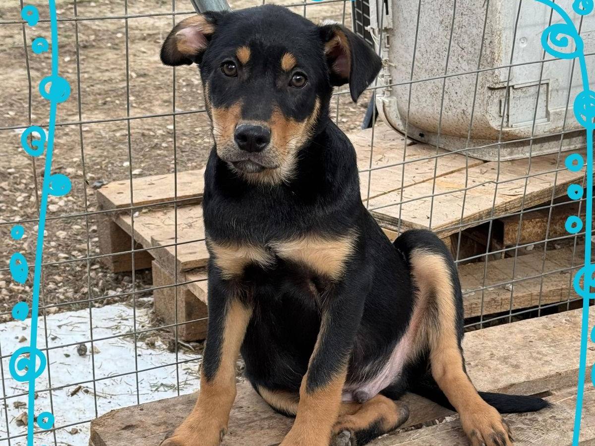 Adozione cane, maschio, Razza sconosciuta Razza sconosciuta, 2 mesi, taglia media contenuta, Barletta