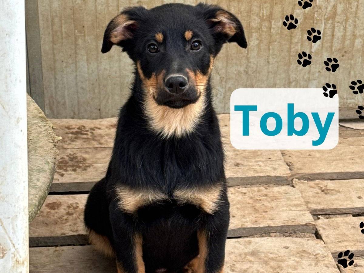 Adozione cane, maschio, Razza sconosciuta Razza sconosciuta, 1 mesi, taglia media contenuta, Barletta