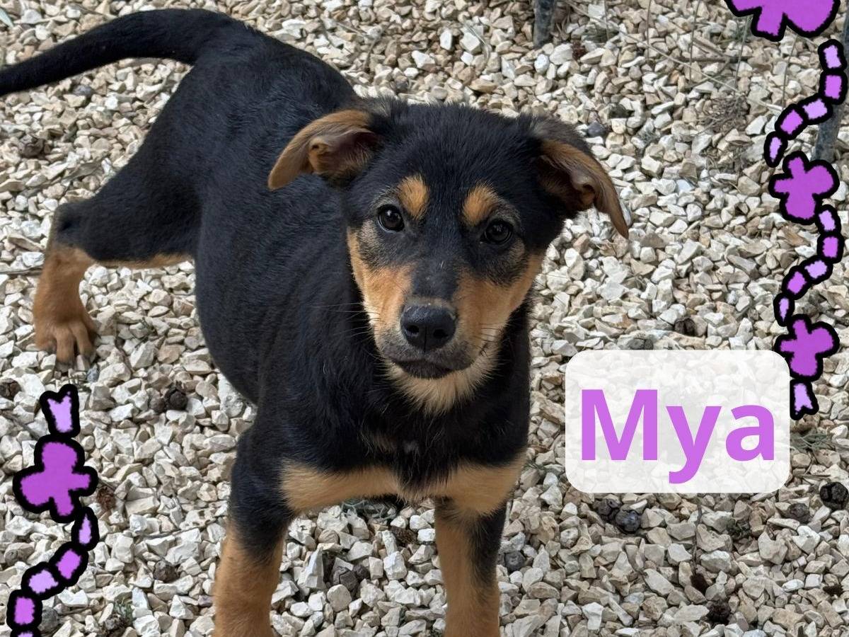 Adozione cane, femmina, Razza sconosciuta Razza sconosciuta, 3 mesi, taglia media contenuta, Barletta