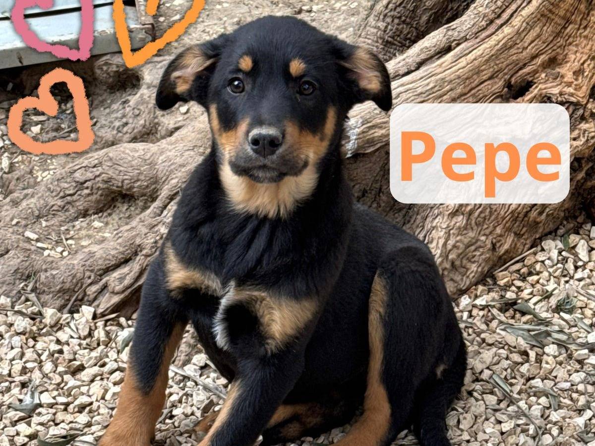 Adozione cane, maschio, Razza sconosciuta Razza sconosciuta, 3 mesi, taglia media contenuta, Barletta