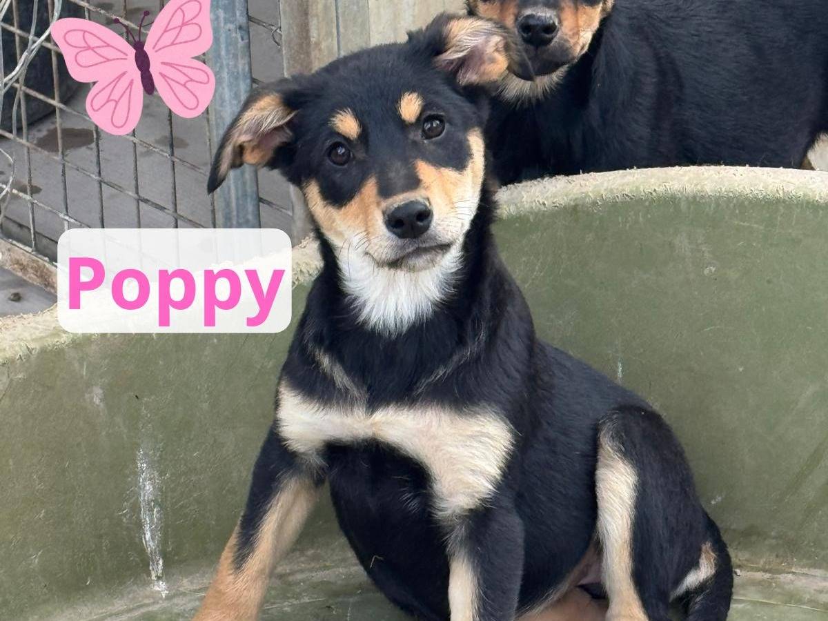 Adozione cane, femmina, Razza sconosciuta Razza sconosciuta, 3 mesi, taglia media contenuta, Barletta