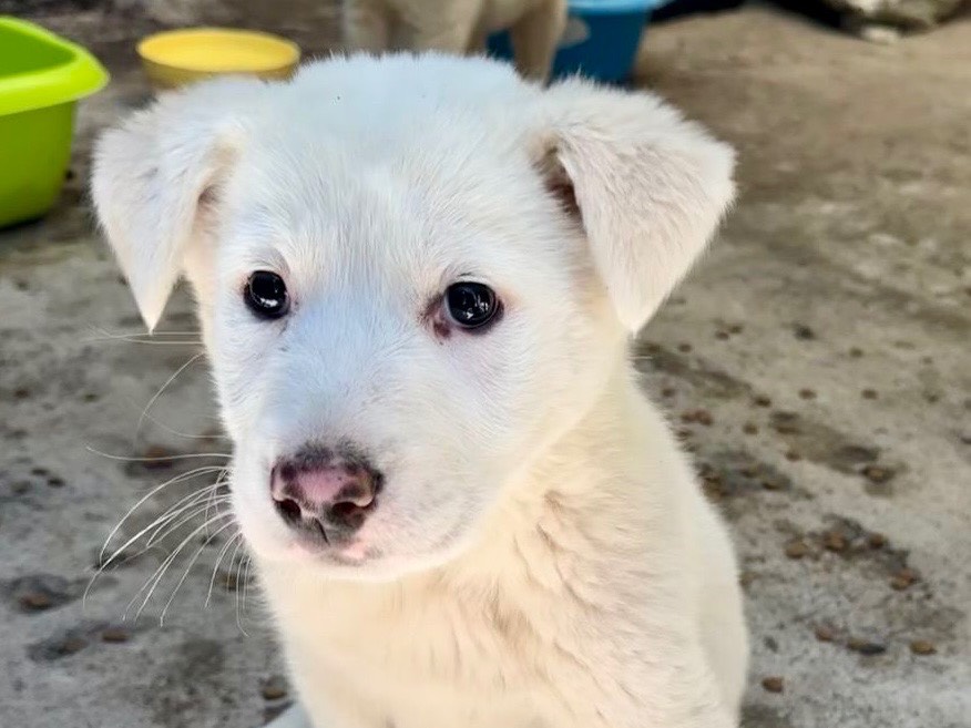 Adozione cane, maschio, Razza sconosciuta Razza sconosciuta, 2 mesi, taglia media, Milano