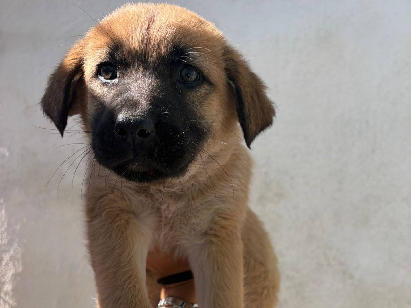 Adotta un cane, maschio, 2 mesi, Bari
