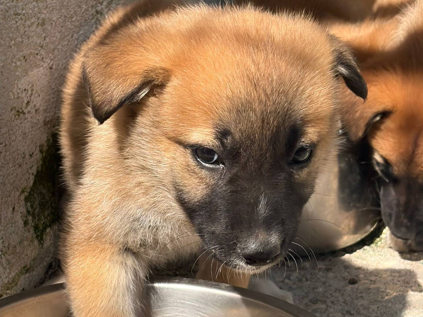Adotta un cane, taglia media, maschio, Bari