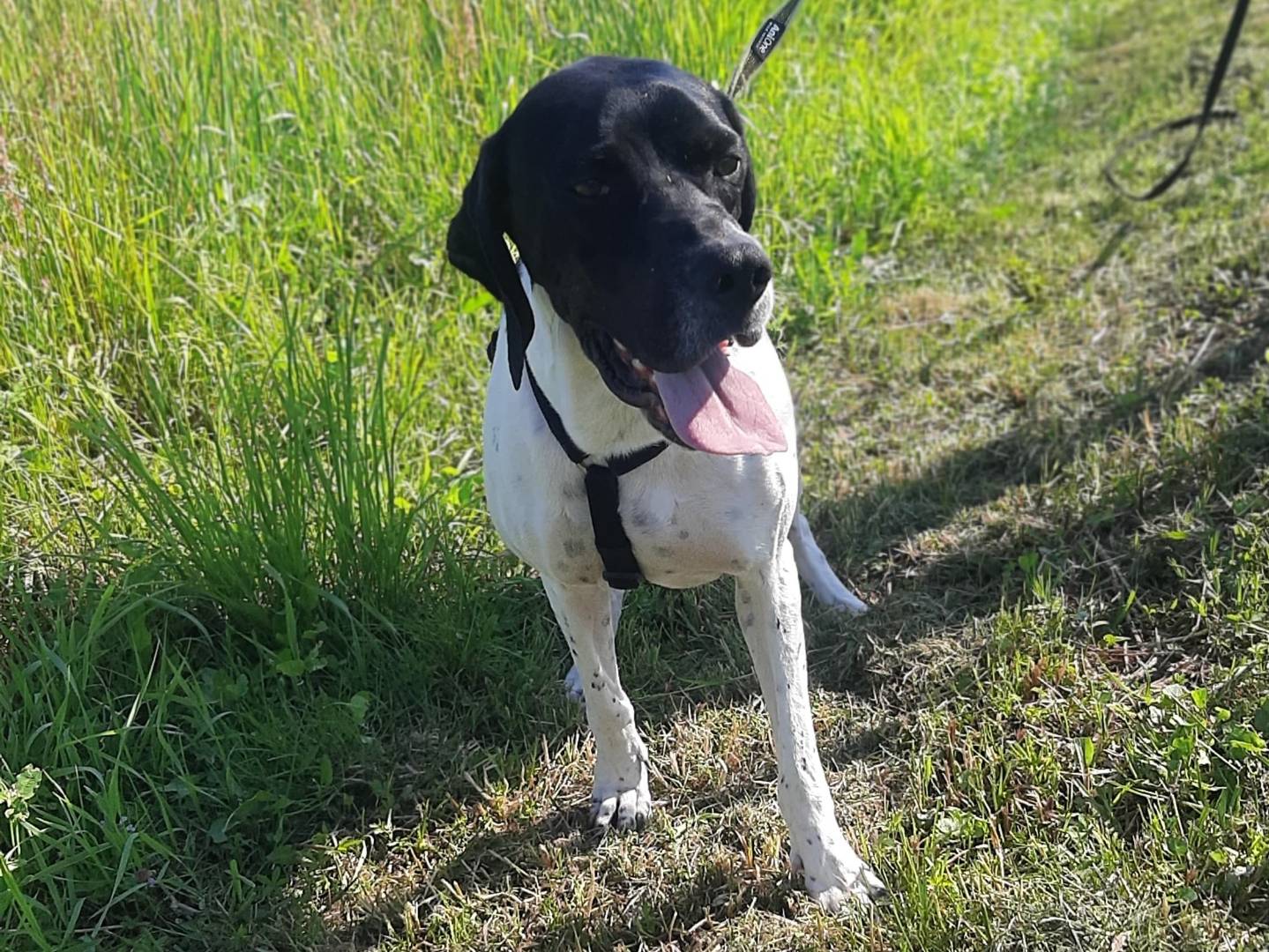 Adozione cane, femmina, Pointer Razza sconosciuta, 3 anni e 7 mesi, taglia media, Milano