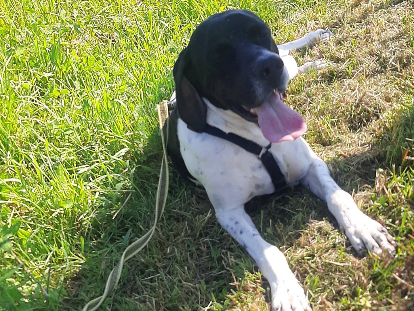 Adotta un cane, taglia media, femmina, Milano