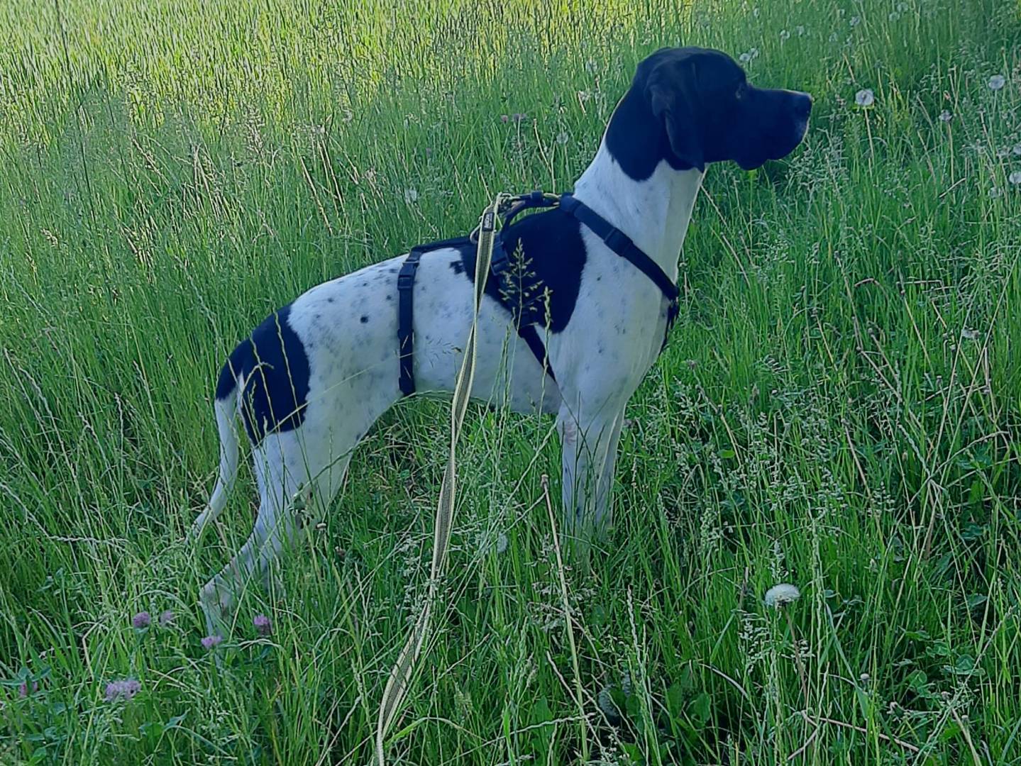 Vuoi adottare un cane a Milano?