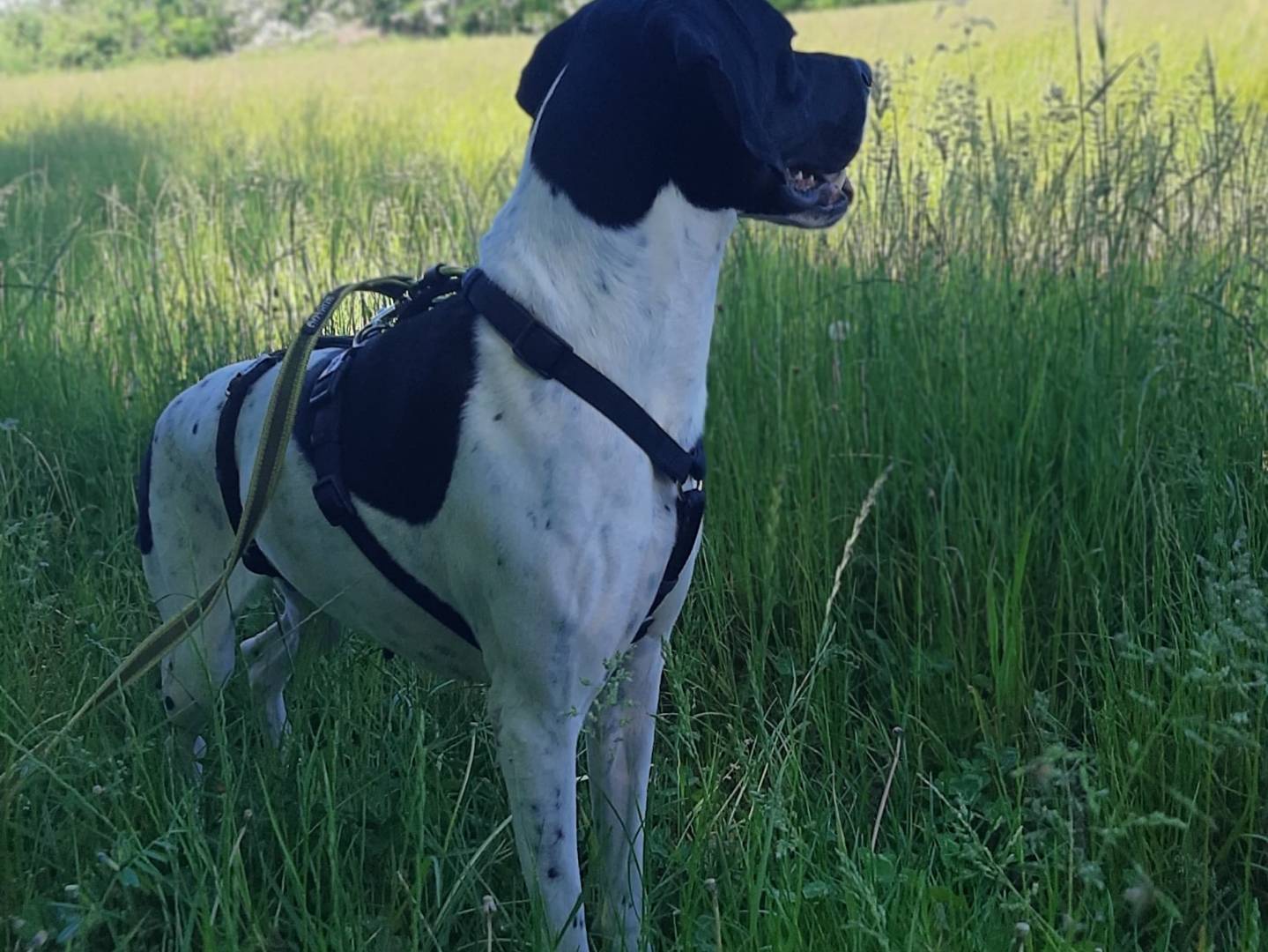 Adotta il cane Polly a Milano