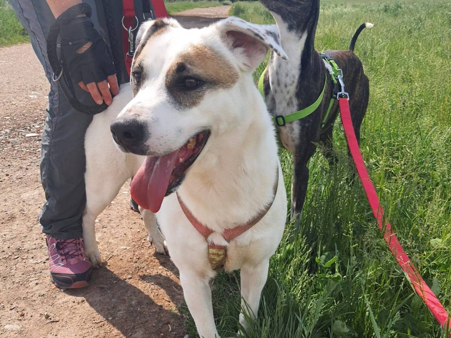 Adozione cane, femmina, Razza sconosciuta Razza sconosciuta, 2 anni e 2 mesi, taglia media, Milano