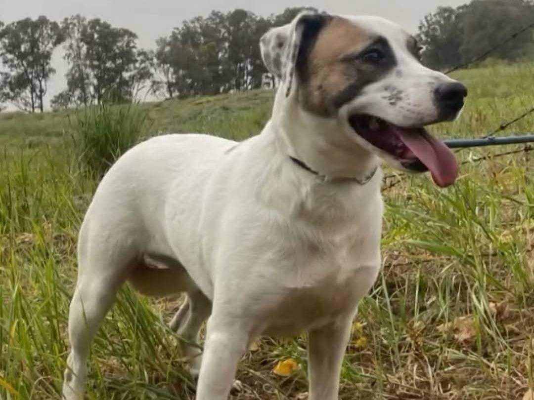 Adotta un cane, femmina, 2 anni e 2 mesi, Milano