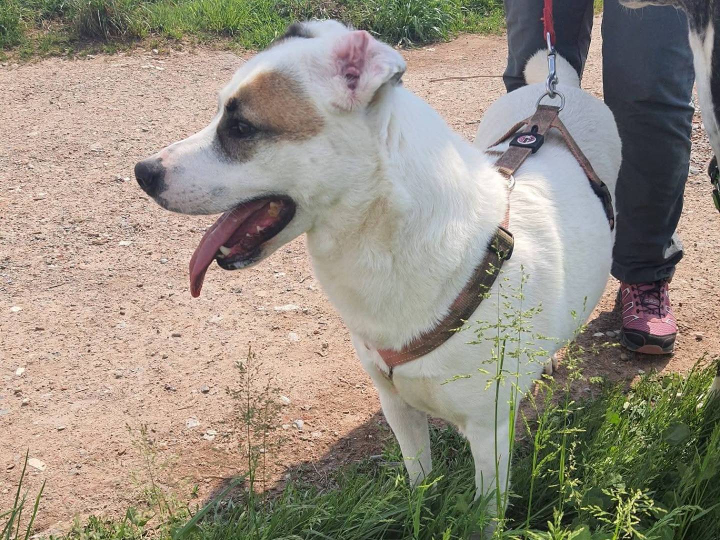 Adotta un cane, taglia media, femmina, Milano