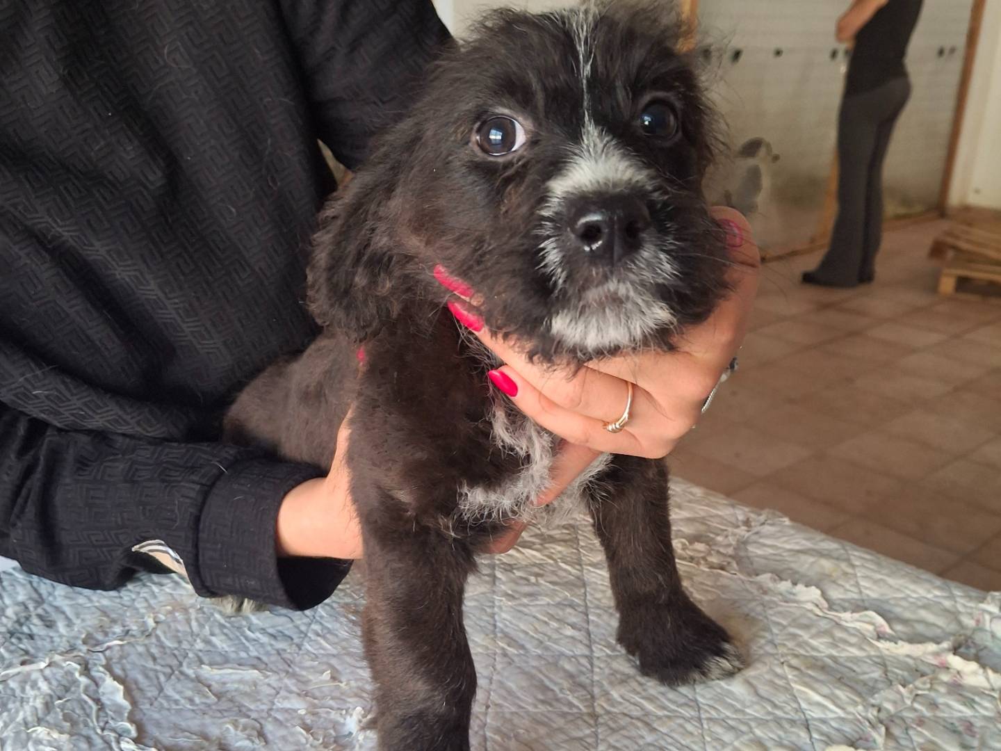 Adozione cane, femmina, Spinone Razza sconosciuta, 2 mesi, taglia media, Benevento