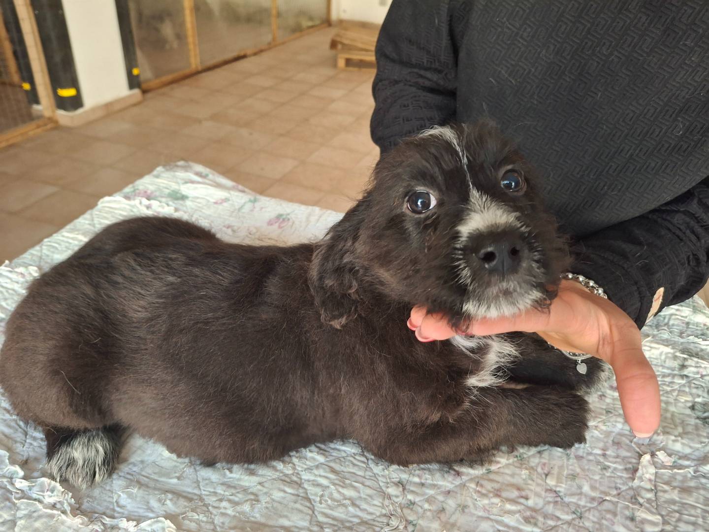 Adotta un cane, femmina, 2 mesi, Benevento