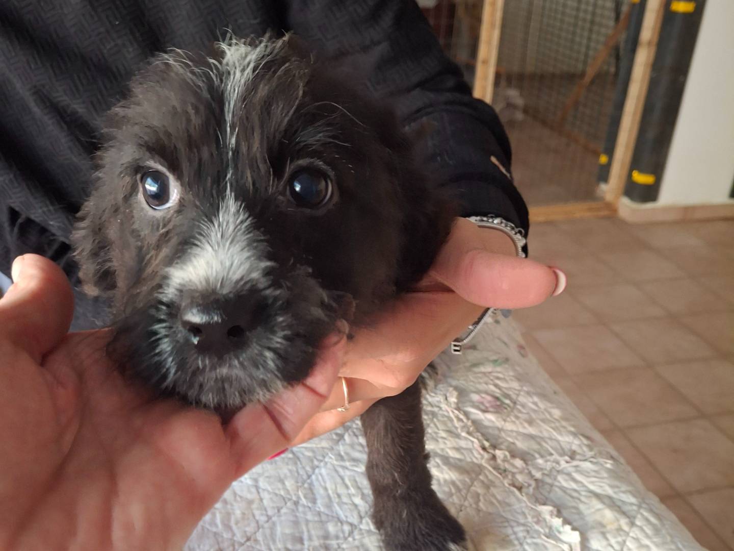 Adotta un cane, taglia media, femmina, Benevento