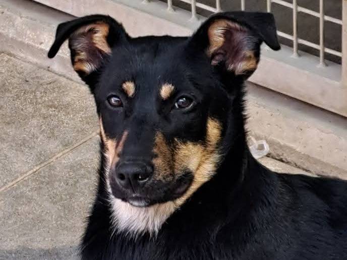 Adozione cane, femmina, Razza sconosciuta Razza sconosciuta, 7 mesi, taglia media, Milano