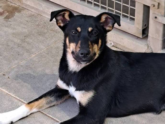 Adotta un cane, femmina, 7 mesi, Milano