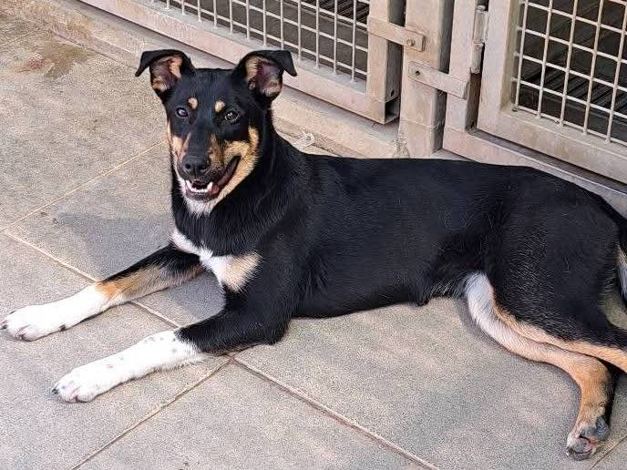 Adotta un cane, taglia media, femmina, Milano