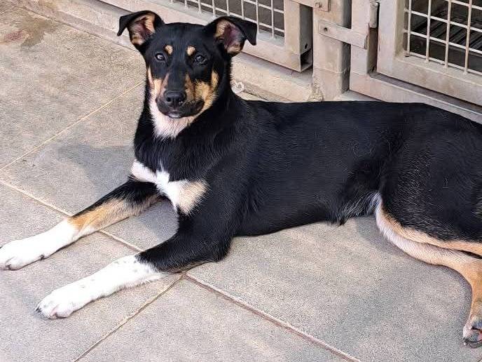 Vuoi adottare un cane a Milano?