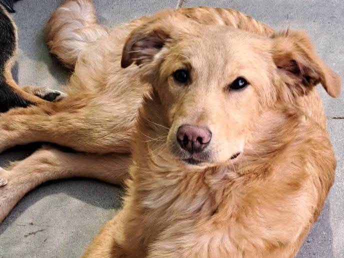 Adozione cane, maschio, Razza sconosciuta Razza sconosciuta, 7 mesi, taglia media, Milano