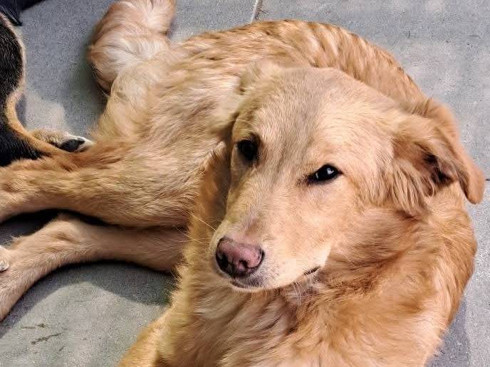 Adotta un cane, maschio, 7 mesi, Milano