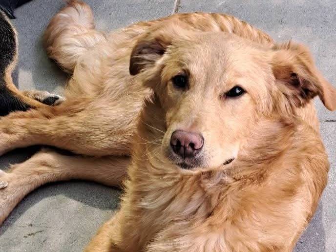 Adotta un cane, taglia media, maschio, Milano